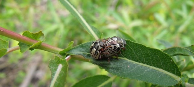 Escarabajo