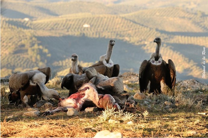  La Desaparición De La Acción De Los Carroñeros Aumenta Emisiones De Gases 