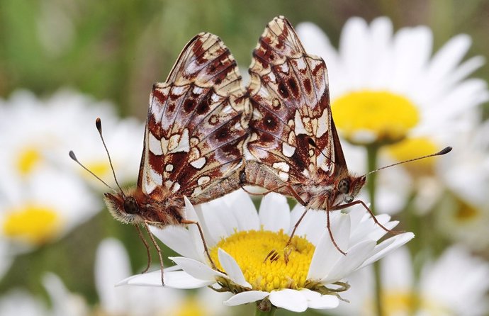 Mariposas