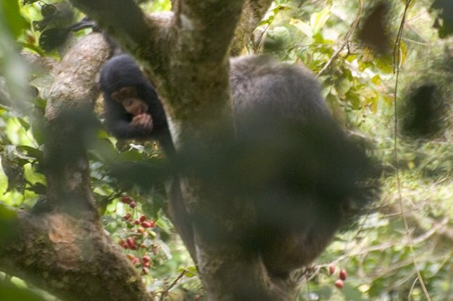 Pan troglodytes ellioti 