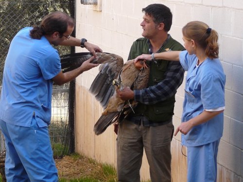 El presidente de GREFA, Ernesto Garcés, con un ave para ser liberada