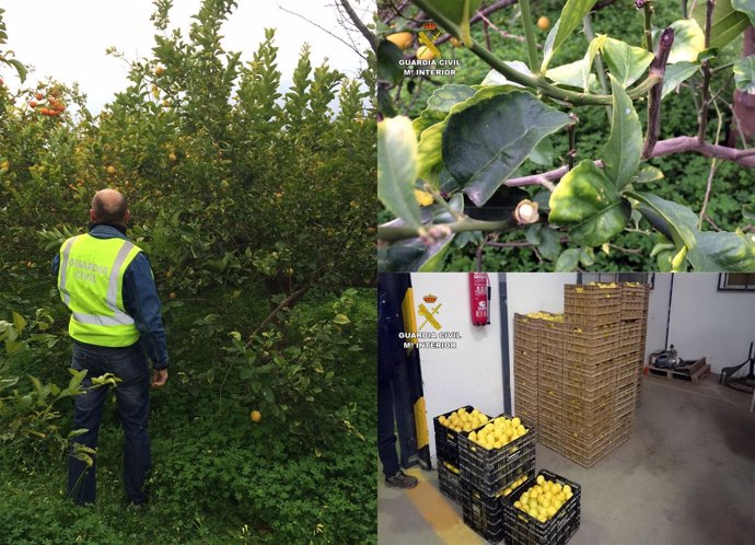 Imagen de los huertos y los limones sustraídos