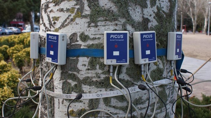 Control de árboles en San Fernando