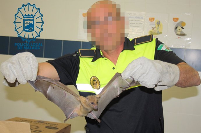 Policía Local de Málaga recupera un murciélago