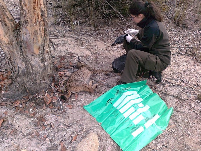 Un agente forestal levanta el cadáver de un lince ibérico