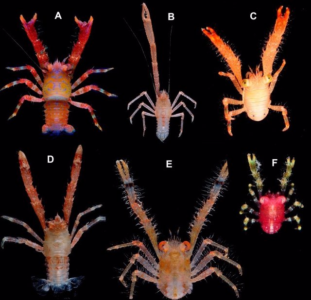 Identifican 92 nuevas especies de cangrejos Galathea del Índico y el Pacífico