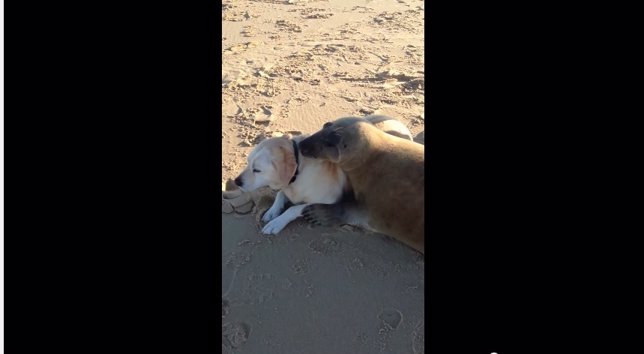 Foca abraza a labrador en la playa