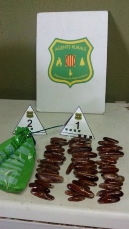 Dátiles de mar incautados en Tarragona