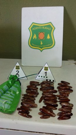 Dátiles de mar incautados en Tarragona