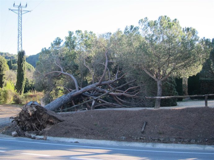 Pino caído por el temporal de viento en Catalunya.