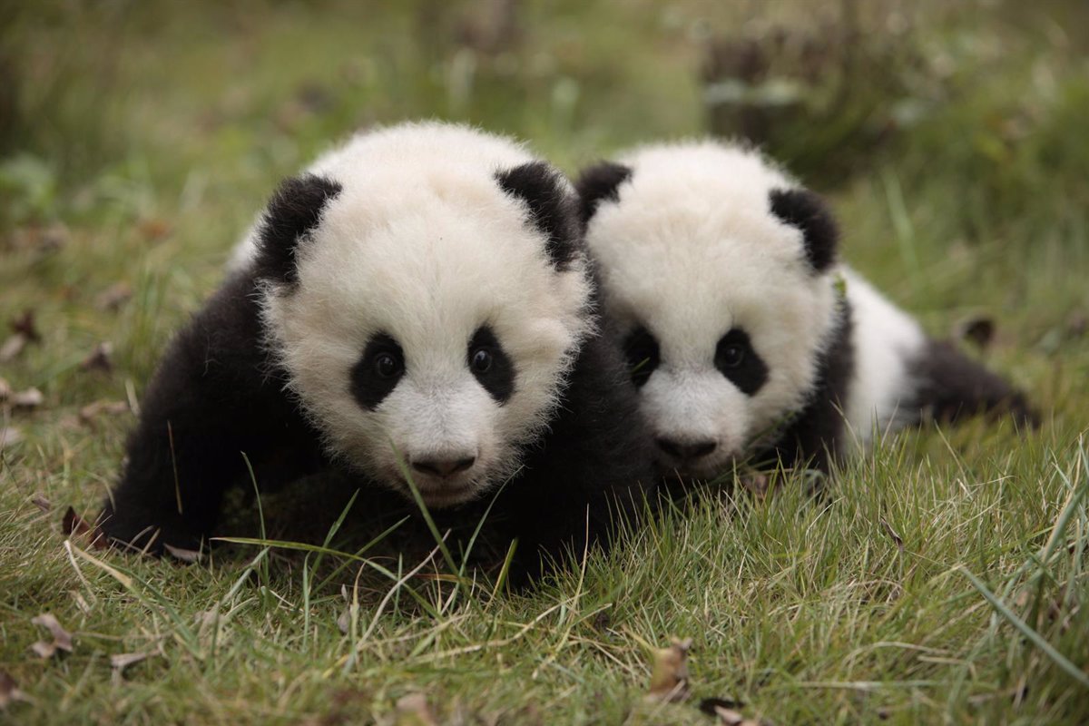 Chimenea Deambular Nervio Animales en peligro de extinción: el oso panda