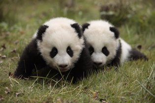 osos panda crías