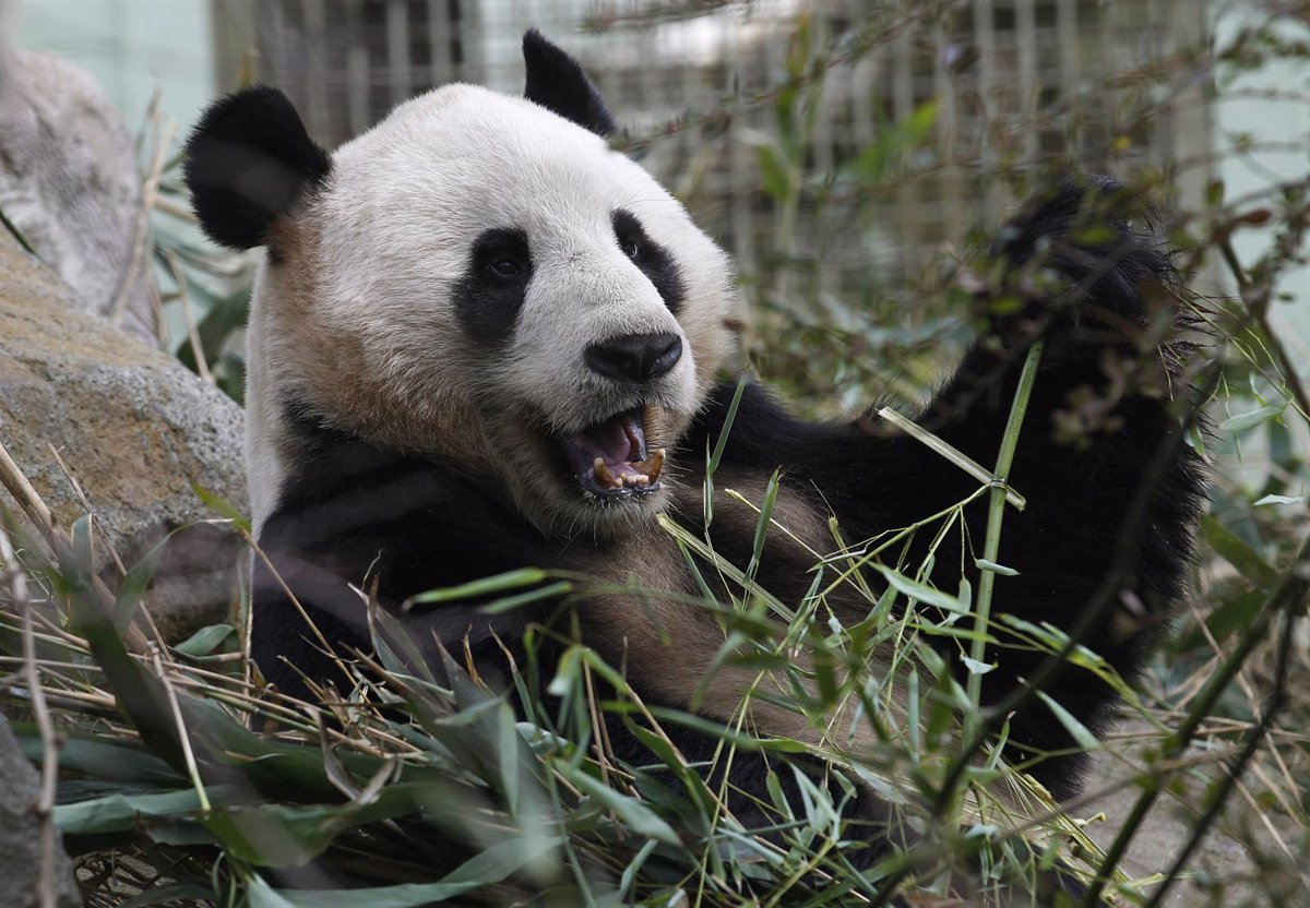 El oso panda ya no es especie en peligro, según China