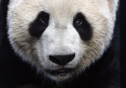 Animales en peligro de extinción: el oso panda