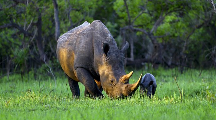 Rinoceronte con su cría