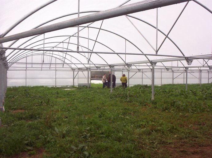 Invernadero, Agricultura