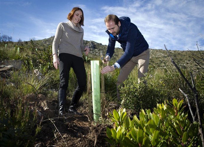 Reforestación en Artá
