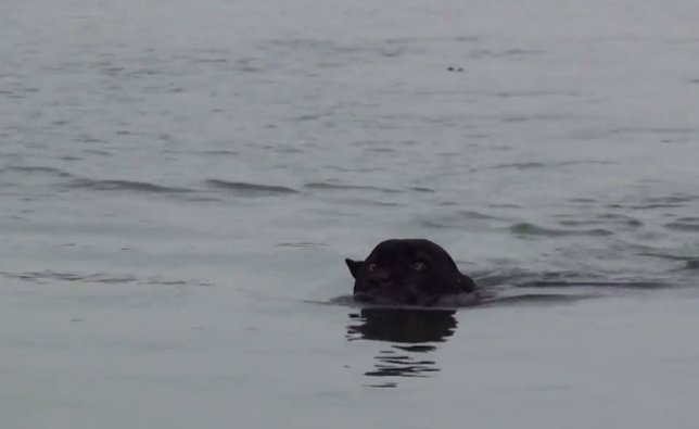 Jaguar negro nadando en el río