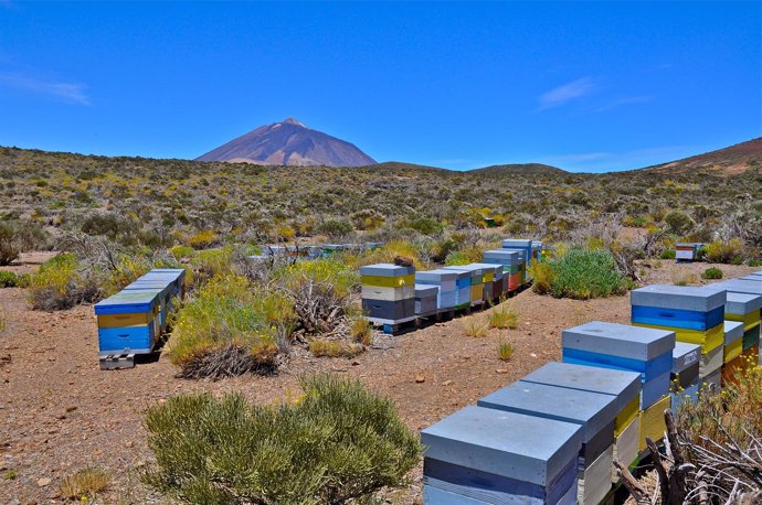 Colmenas en el Parque Nacional del Teide