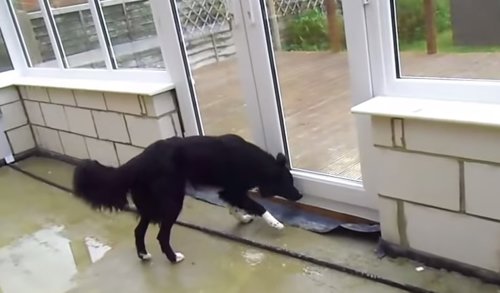 Perro cochando contra puerta de cristal