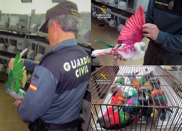 Guardia Civil esclarece sustracción de más medio centenar de palomos deportivos