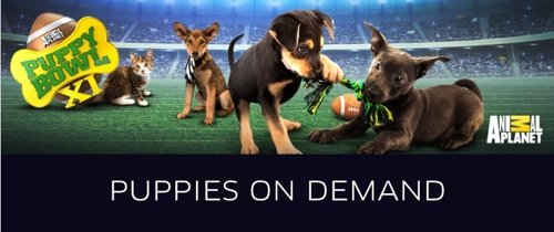 Uber entrega de cachorros a domicilio