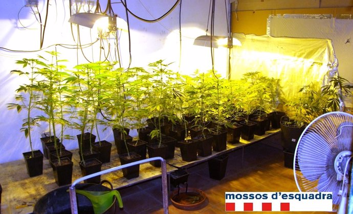 Un detenido por cultivar 110 plantas de marihuana en su piso de Deltebre