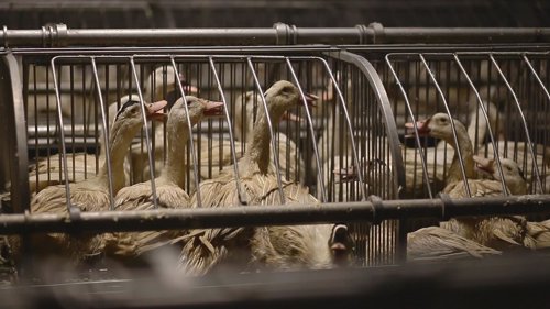 Patos para la producción de foie