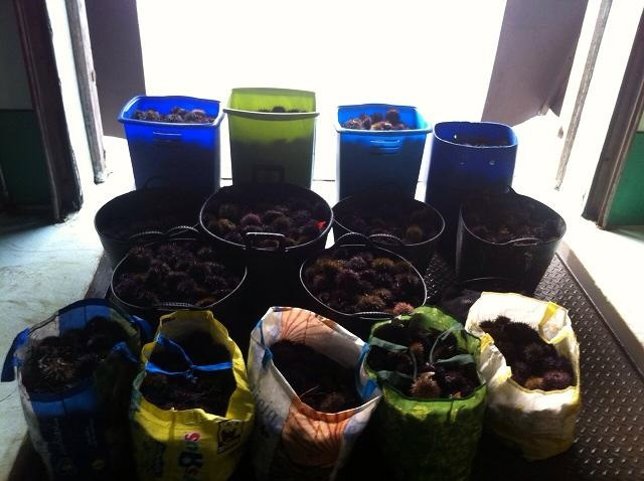 Erizo de mar intervenido a vecinas de A Coruña y Ferrol