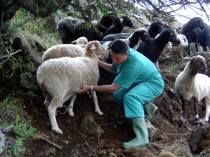Un veterinario asiste a una oveja