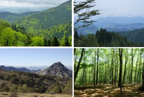 La diversidad arbórea no reduce la vulnerabilidad a la sequía
