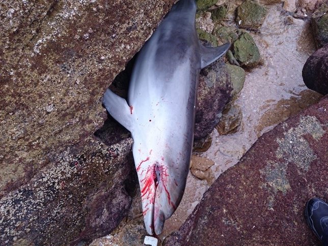 Cría de delfín hallada muerta en las playas de Cádiz