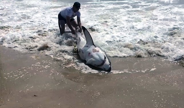 Rescate a un tiburón blanco pescado