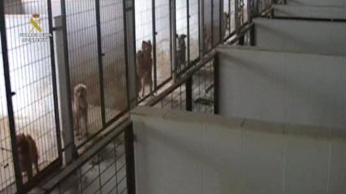 Perros con documentación falsa en un criadero de Málaga.