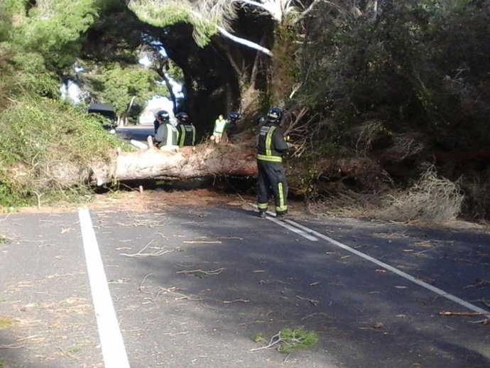 Árbol caído en la CV-500, carretera de El Saler