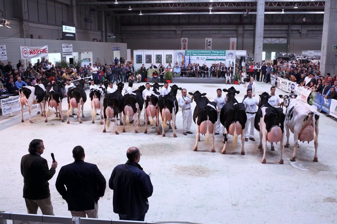 Competición en 2014 / Vacas frisonas