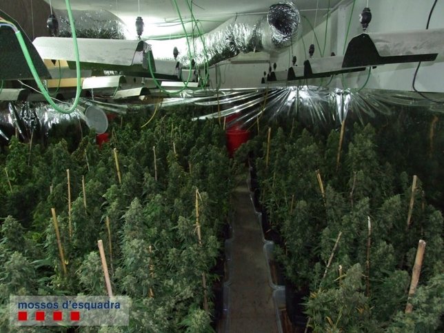Plantación de marihuana en Cervelló