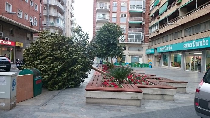 Imagen de un árbol caído en Murcia
