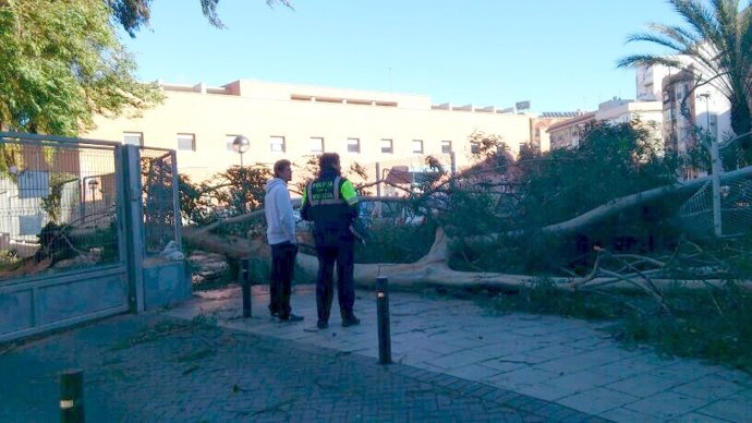Un policía local en Murcia observa la caída de un árbol por el viento