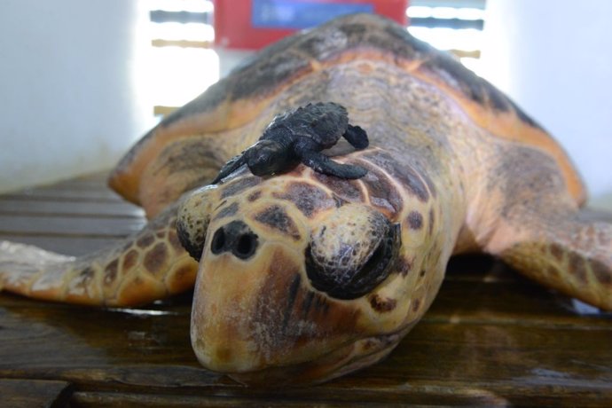 Evolución de las tortugas bobas en el Oceanogràfic