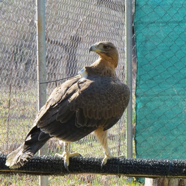 Liberado un ejemplar de Águila de Bonelli en Mallorca