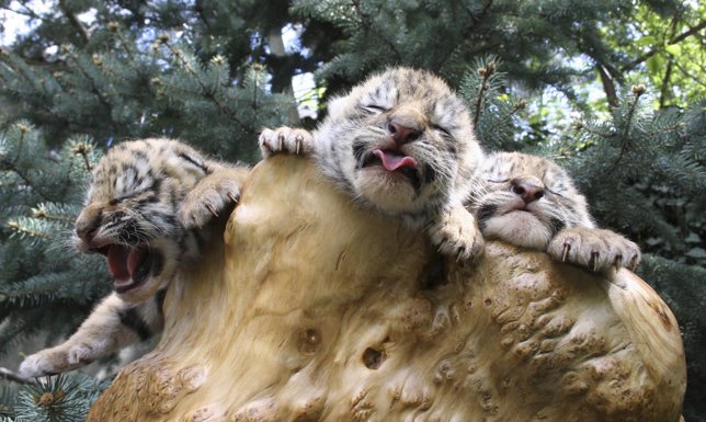 Cachorros de tigre de Bengala