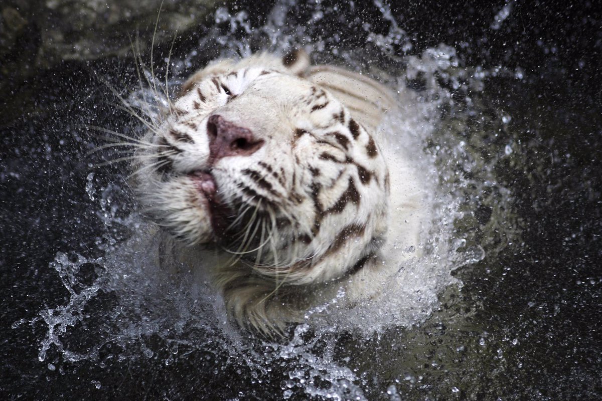 tigre blanco en peligro de extincion