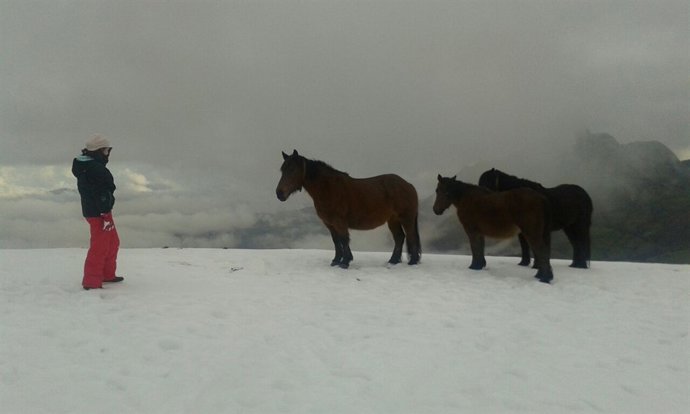 Nieve, temporal, caballos, asturias