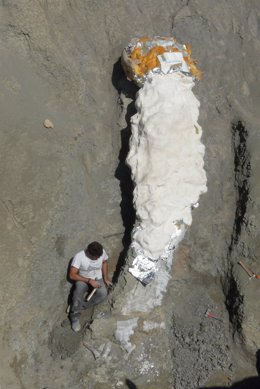 Tareas de recuperación del cuello del dinosaurio localizado en Orcau