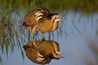 SEO/BirdLife lanza una aplicación de móvil para censar aves acuáticas en España