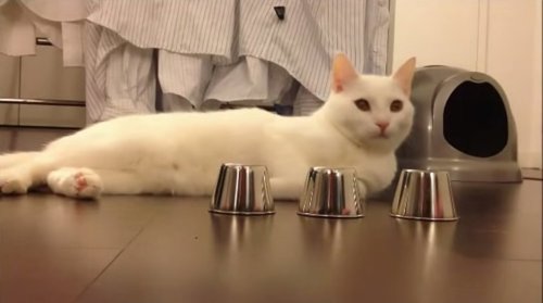 Gato y juego de la bola y el cubilete