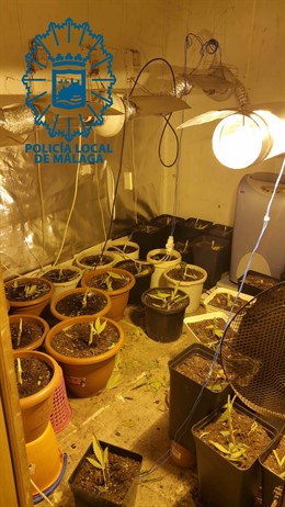 Marihuana incautada piso 