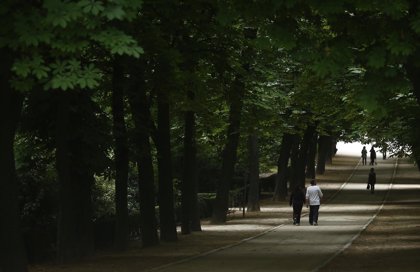 Árboles del Retiro pudieron sufrir el fenómeno de 'caída de ramas de  verano', de origen 