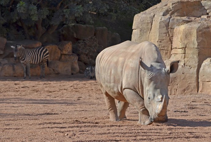 Sabana africana en Bioparc